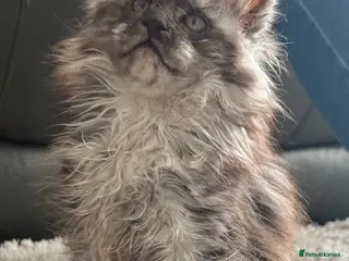 Maine Coon cats Several litters of Outstanding pedigree kittens - Advert 14