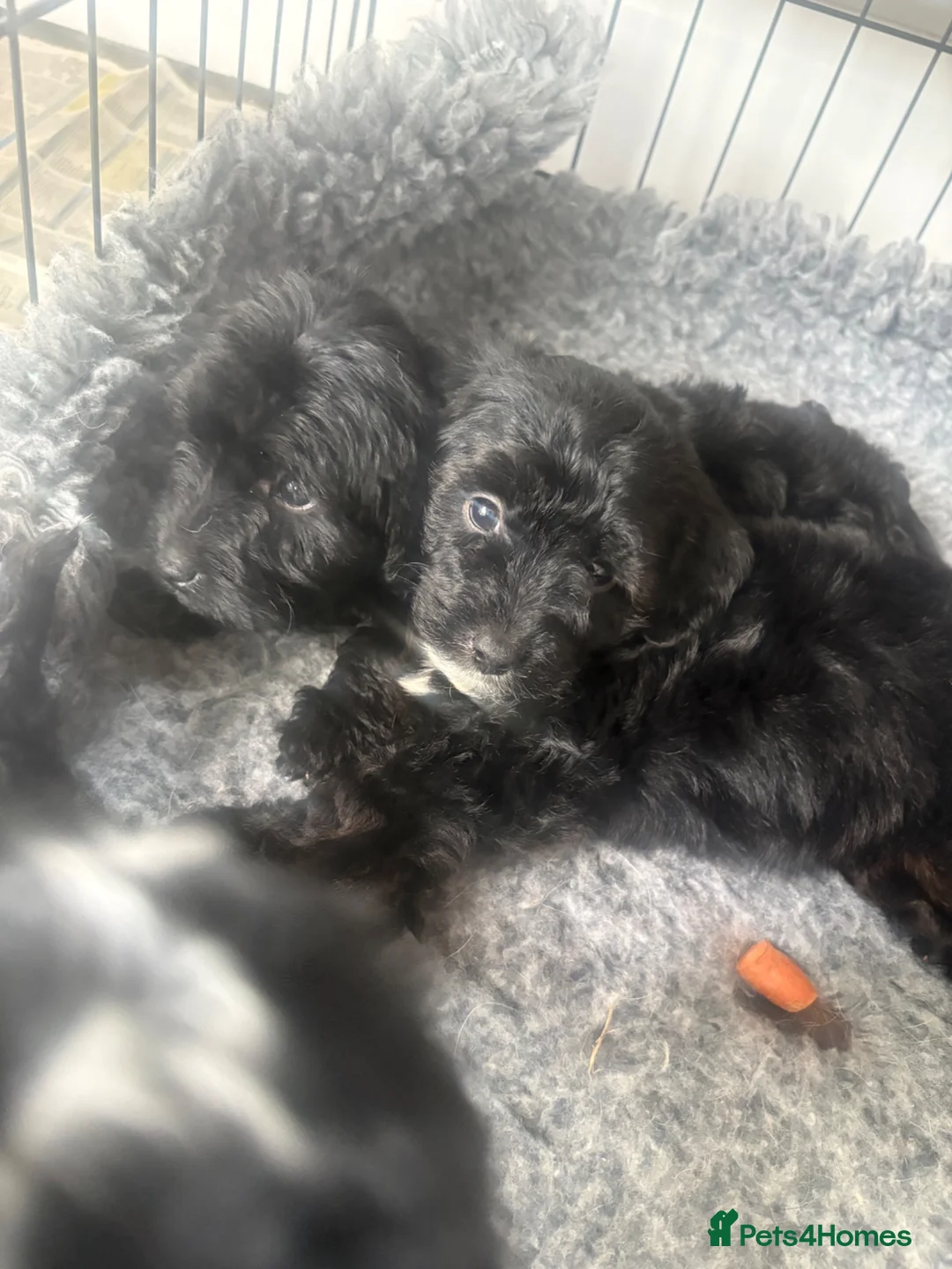Jackapoo dogs for sale: Jackapoo puppies - Advert 1