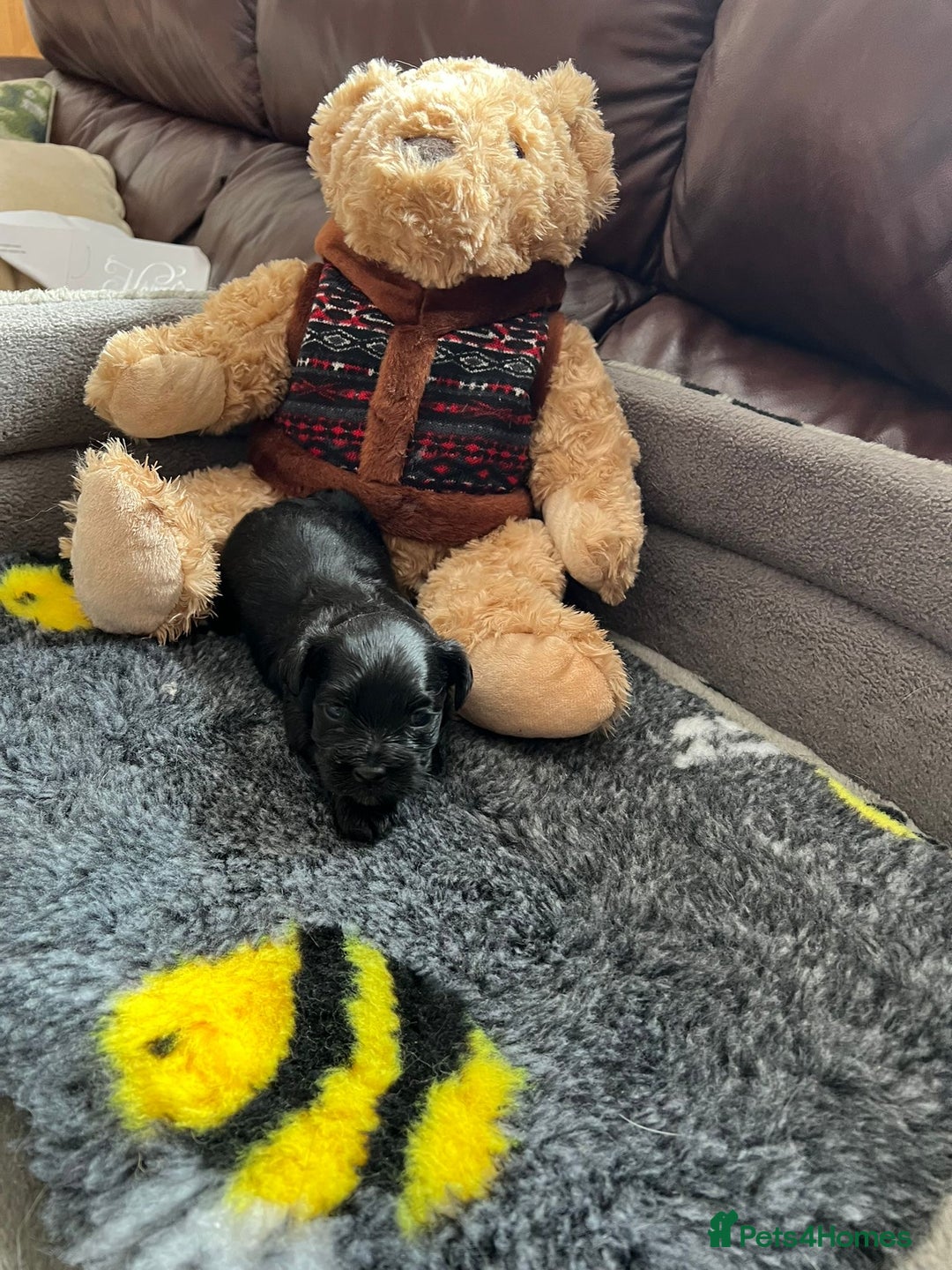 Havanese dogs for sale: Havanese Puppies Top Quality - Image 3