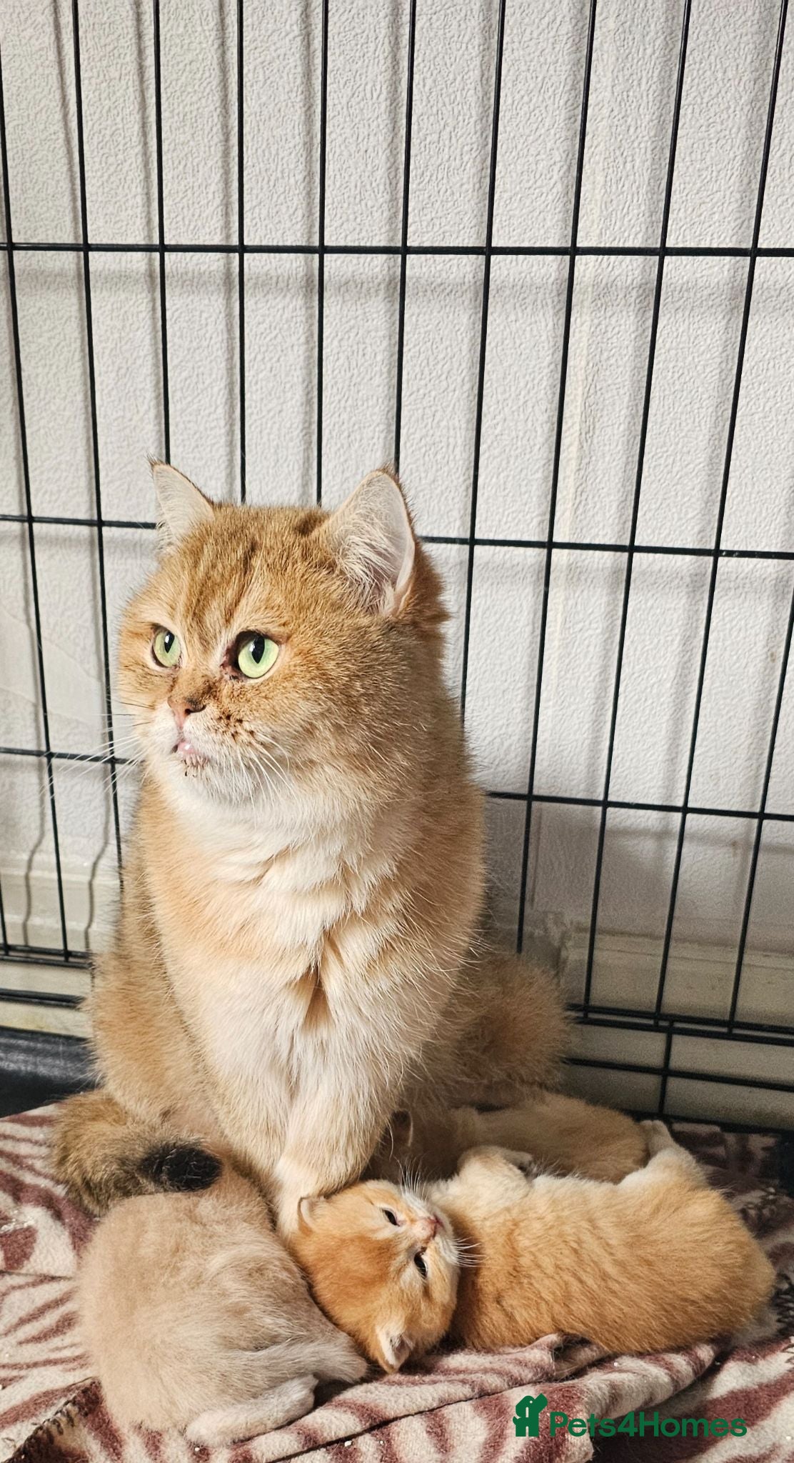 British Shorthair cats Bsh GOLDEN Chunky Kittens🐱 - Advert 1