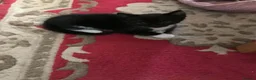 Mixed Breed cats for sale: Kittens  in Tamworth - Advert 9