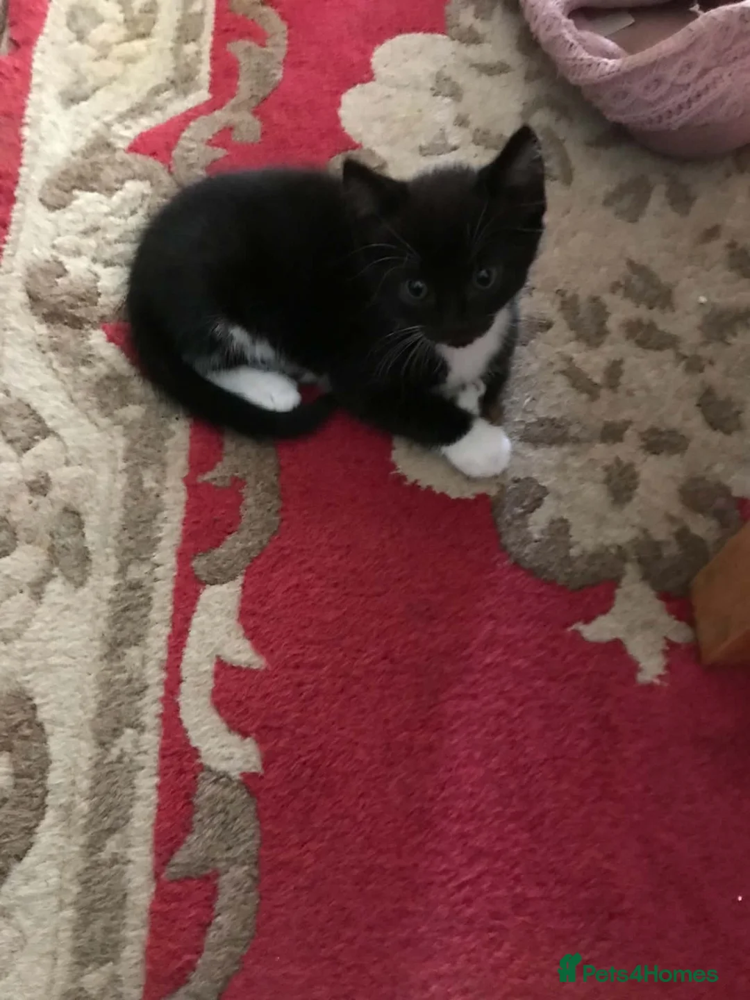 Mixed Breed cats for sale: Kittens  in Tamworth - Advert 9