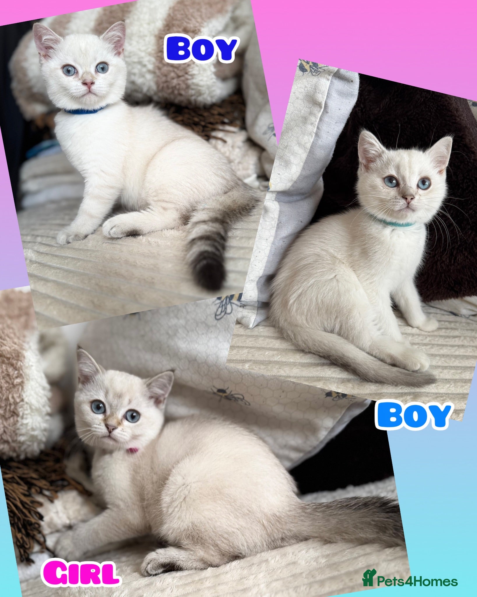 British Shorthair cats Beautiful BSH Blue Golden TICA kittens - Advert 14