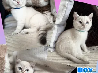 British Shorthair cats Beautiful BSH Blue Golden TICA kittens - Advert 14