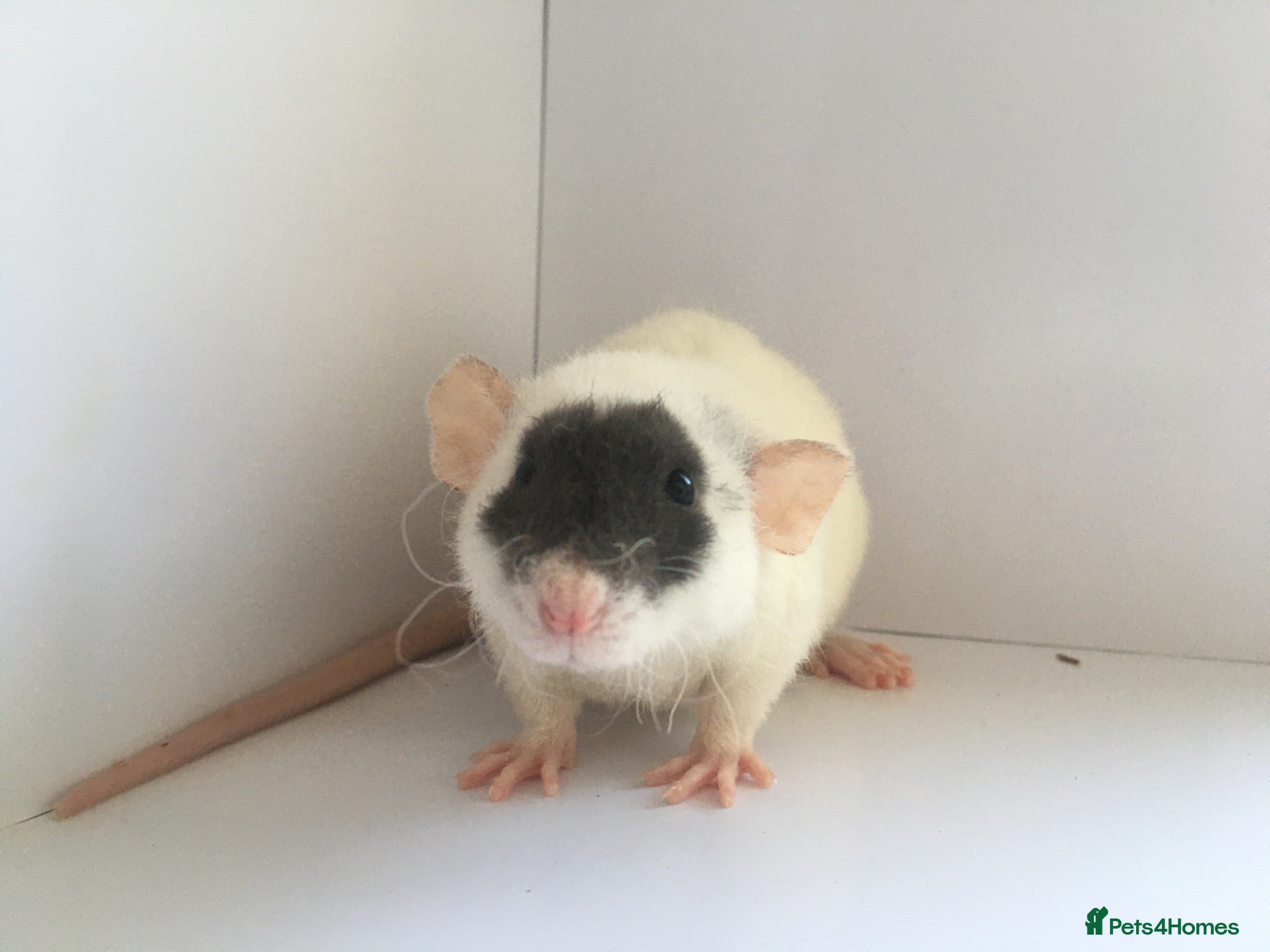 Rat rodents Adorable Baby Rats for Sale xx - Advert 11
