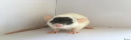 Rat rodents for sale: Adorable Baby Rats for Sale xx - Advert 1