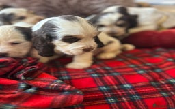 Cocker Spaniel dogs for sale: KC Show cocker spaniel pups chocolate Sable Roan   - Image 7