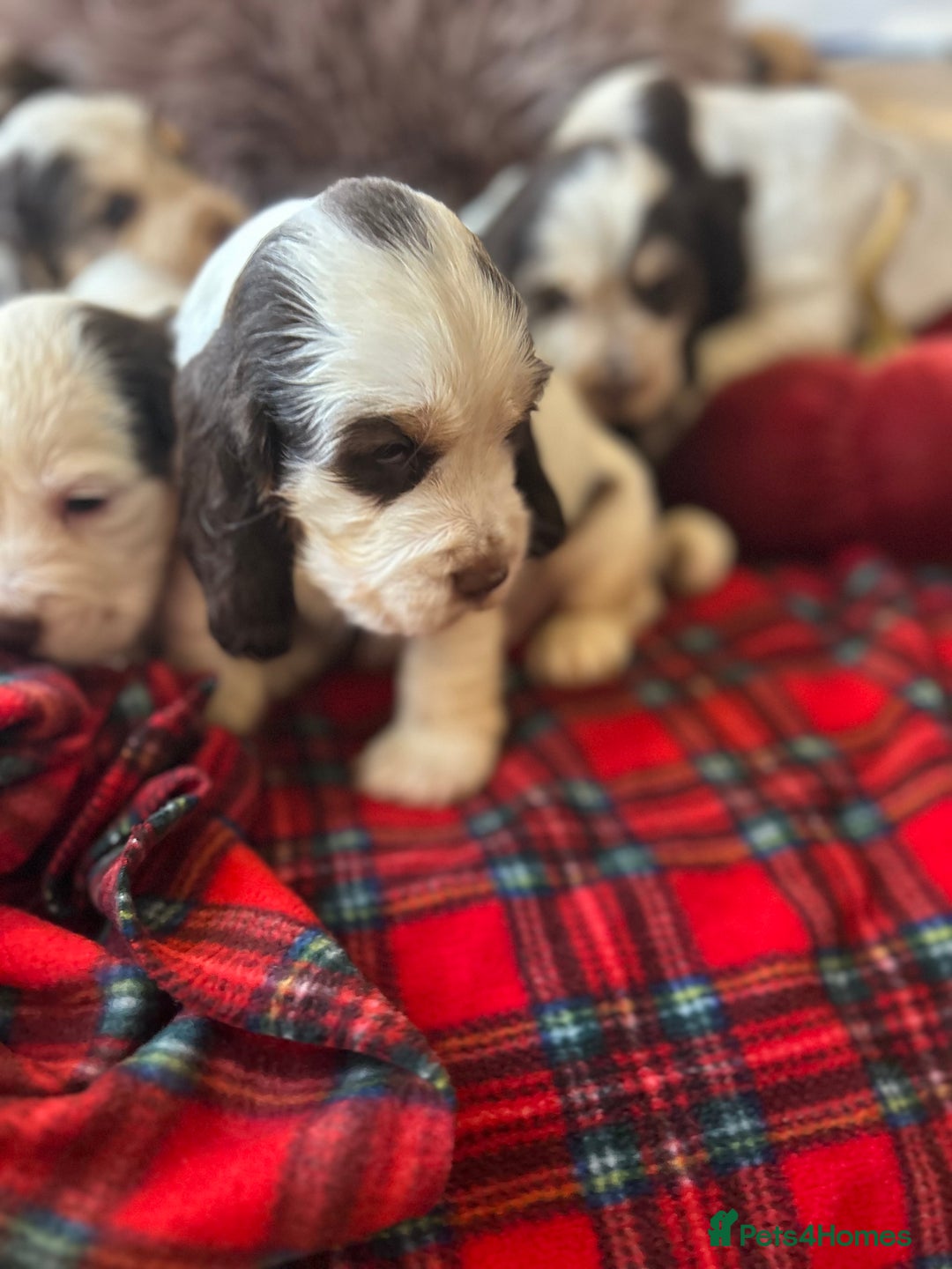 Cocker Spaniel dogs for sale: KC Show cocker spaniel pups chocolate Sable Roan   - Image 7