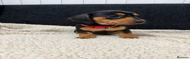 Miniature Dachshund Puppy - Black & Tan 