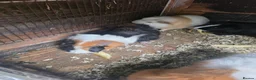 Guinea Pig rodents for sale: Male Guinea pigs - Advert 5