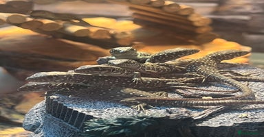 Mixed Breed reptiles - Advert 14