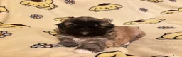 Pekingese dogs for sale: Stunning pekingese puppies  in Lutterworth - Advert 4