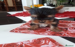 Yorkshire Terrier dogs for sale: Tiny Miniature Yorkshire Terrier puppies  - Image 8