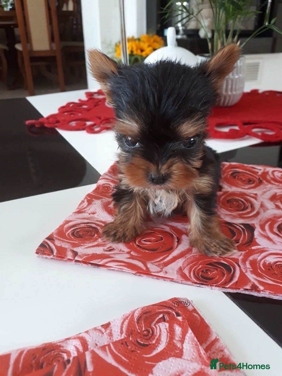 Yorkshire Terrier dogs for sale: Tiny Miniature Yorkshire Terrier puppies  - Image 8