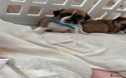 Mixed Breed dogs for sale: Beautiful puppies  - Image 2