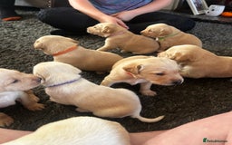 Labrador Retriever dogs for sale: Perfect Labrador Puppies - Image 10