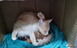 Maine Coon cats for sale: GCCF Pedigree Maine Coon Kittens for sale  - Image 30