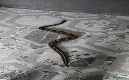 Python Snake reptiles for sale: Male ball python - Image 3