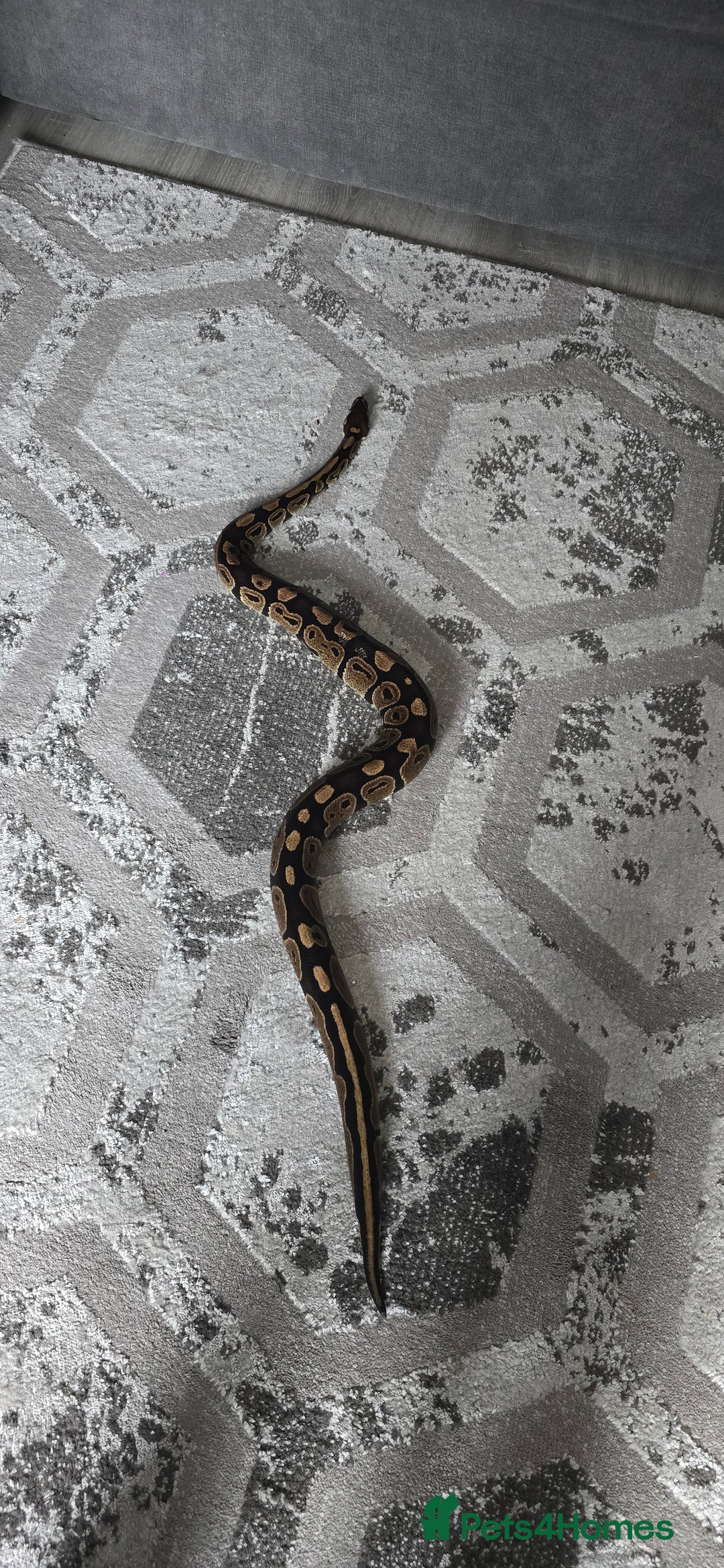 Python Snake reptiles for sale: Male ball python - Image 3
