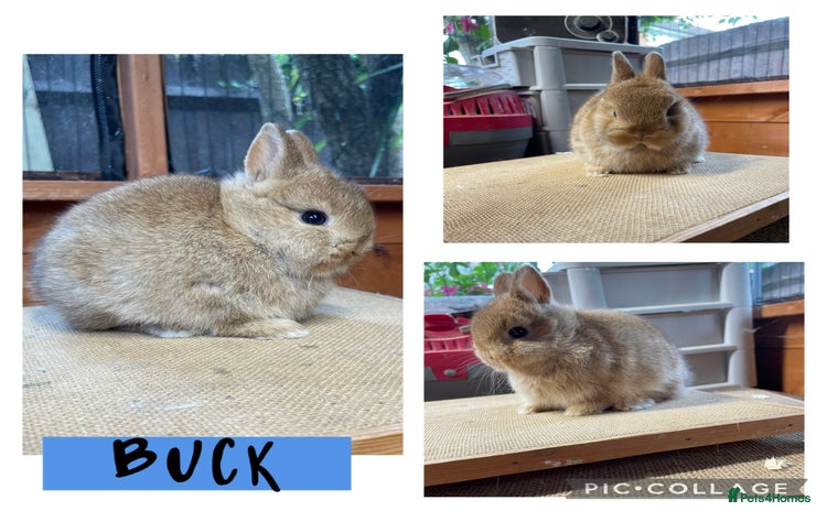 Netherland Dwarf rabbits in Sittingbourne - Advert 4