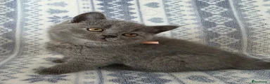 British Shorthair Kitten 7