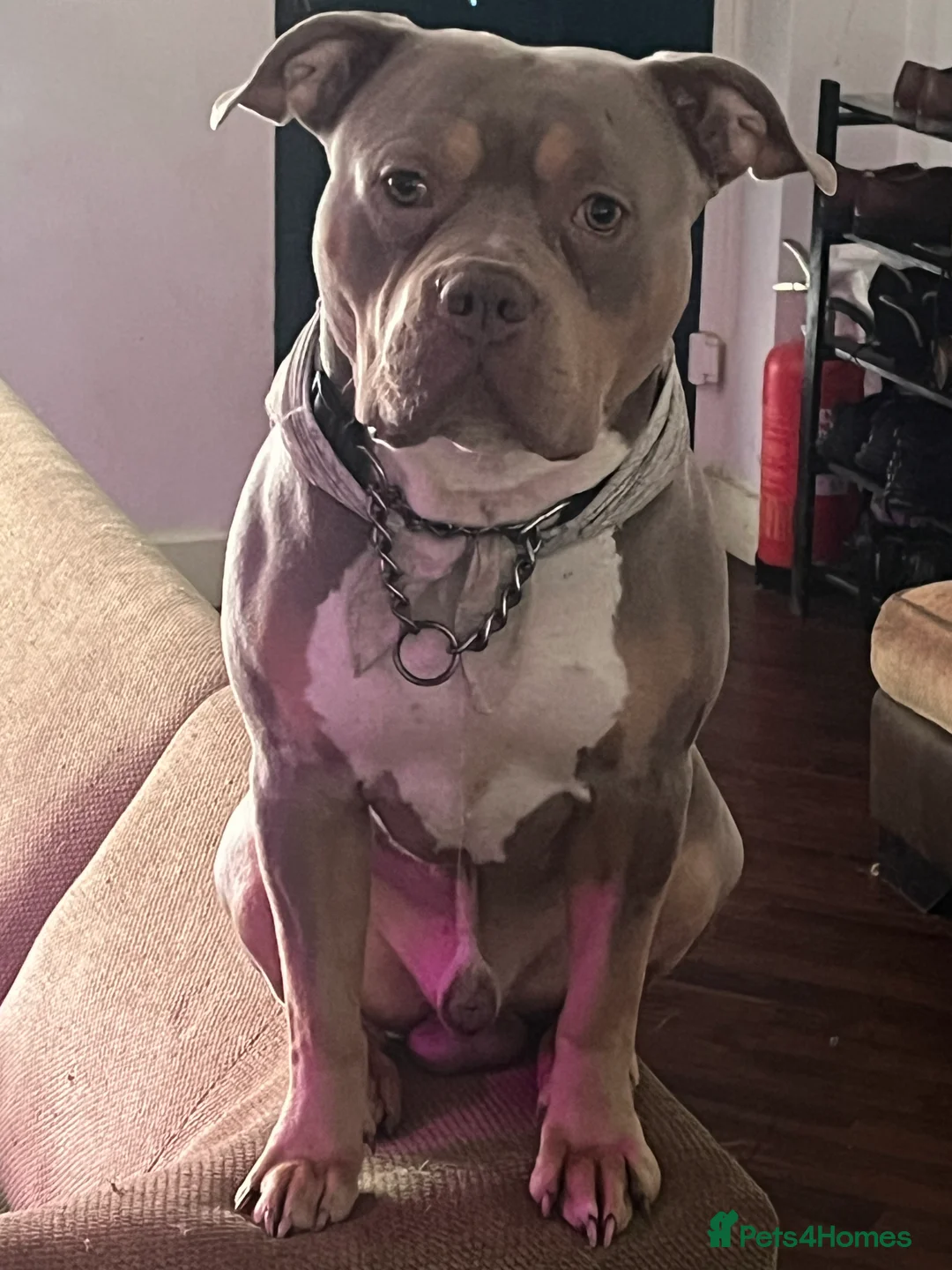 Mixed Breed dogs for sale: Last few remaining looking for forever homes! in Southport - Advert 3