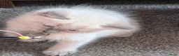 Ragdoll cats for sale: 3 Ragdoll boys  - Advert 19