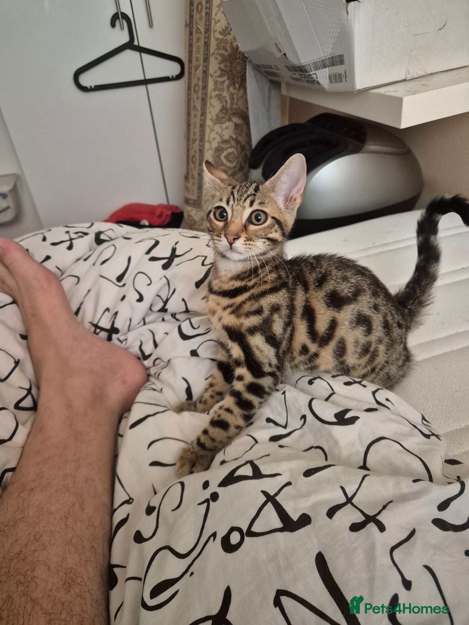 Mixed Breed cats Cute tabby kitten - Advert 1