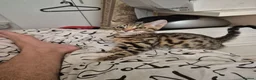 Mixed Breed cats for sale: Cute tabby kitten - Advert 1