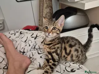 Mixed Breed cats Cute tabby kitten - Advert 1