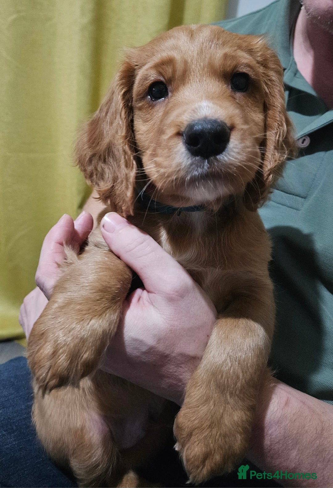 Cocker Spaniel dogs for sale: 5 stunning Cocker Spaniel puppies for sale.  - Advert 35