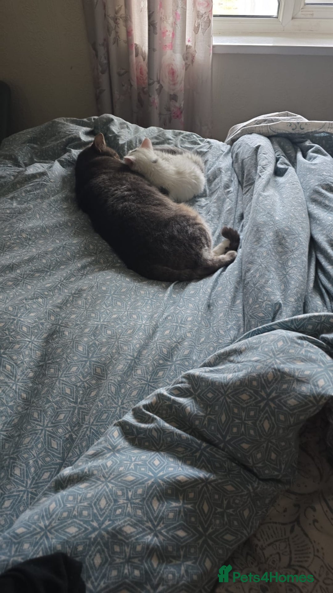 Ragdoll cats for sale: Mixed tabby ragdoll - Image 8