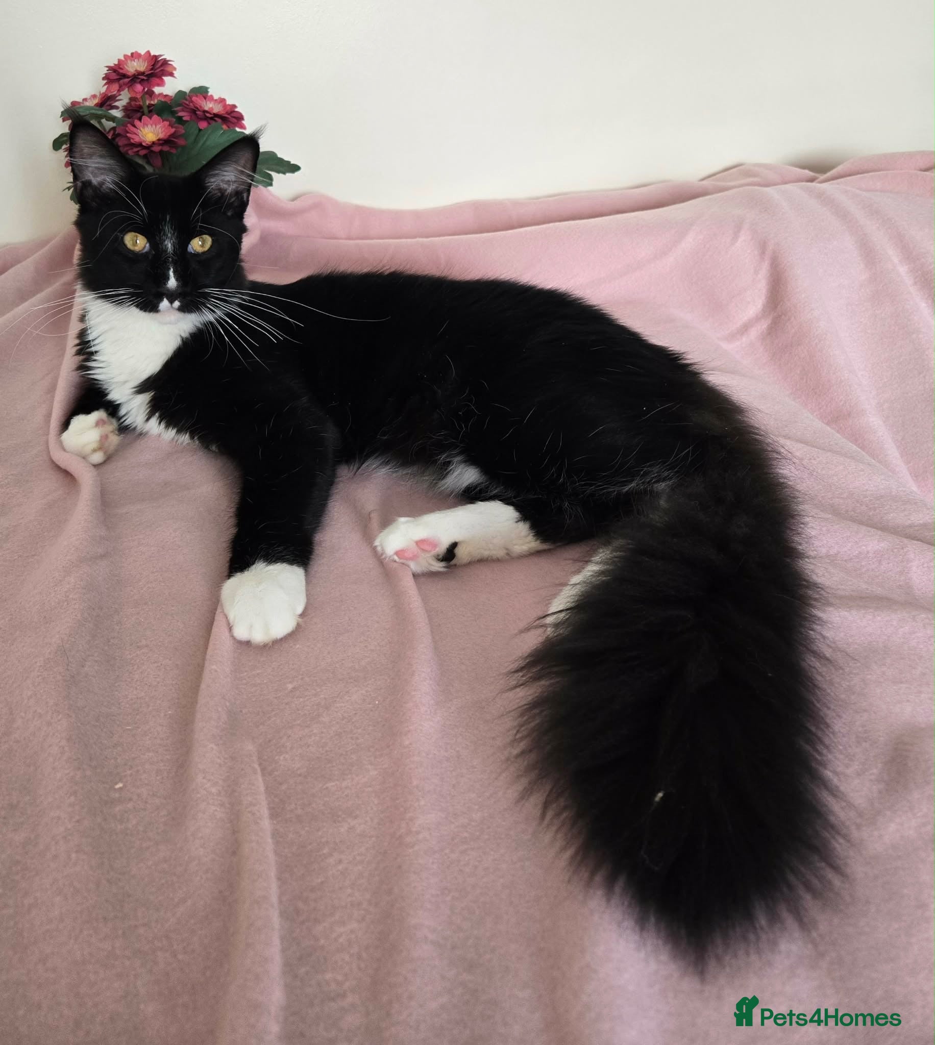Maine Coon cats Fantastic TICA registered Maine Coon boy. - Advert 1