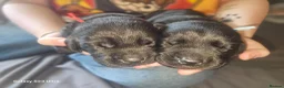 Labrador Retriever dogs for sale: Outstanding litter of 7 KC Reg Labrador Pups - Advert 10