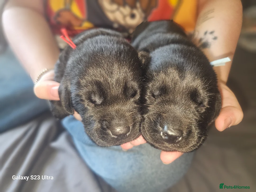 Labrador Retriever dogs for sale: Outstanding litter of 7 KC Reg Labrador Pups - Advert 10