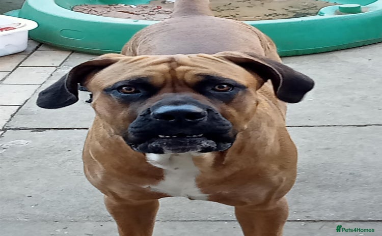Presa Canario dogs - Advert 4