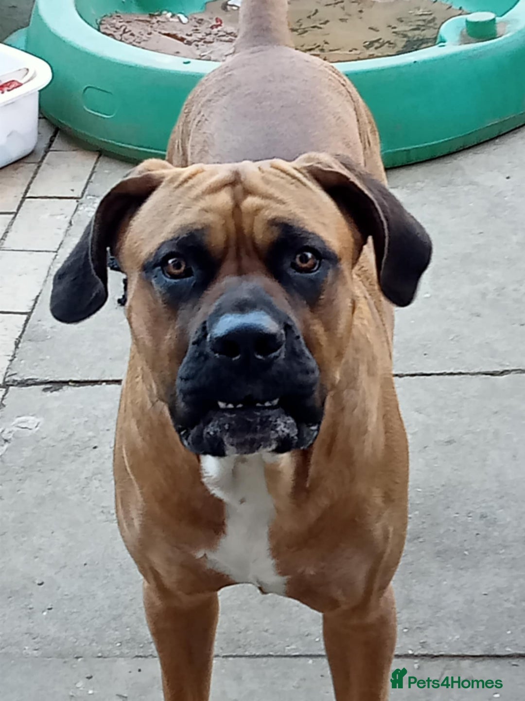 Presa Canario dogs for sale: House move forces rehoming - Image 1
