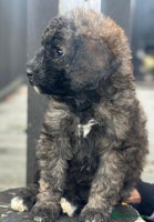 Mixed Breed dogs F1B SAINTBERNADOODLE BOYS AND GIRLS - Advert 14