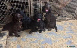 Sprocker dogs for sale: **Beautiful Sprocker Spaniel puppies ** - Image 3