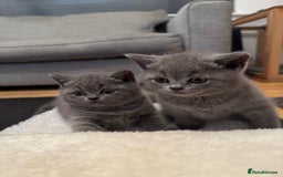 British Shorthair cats for sale: 💙 GCCF British Blue Boys – Ready Soon 💙 - Image 13