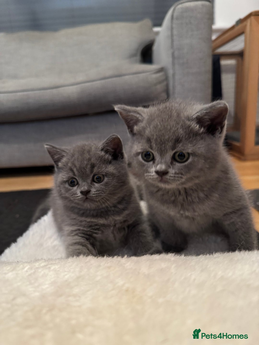 British Shorthair cats for sale: 💙 GCCF British Blue Boys – Ready Soon 💙 - Image 13