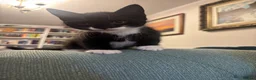 Mixed Breed cats for sale: 3  beautiful kittens - Advert 8