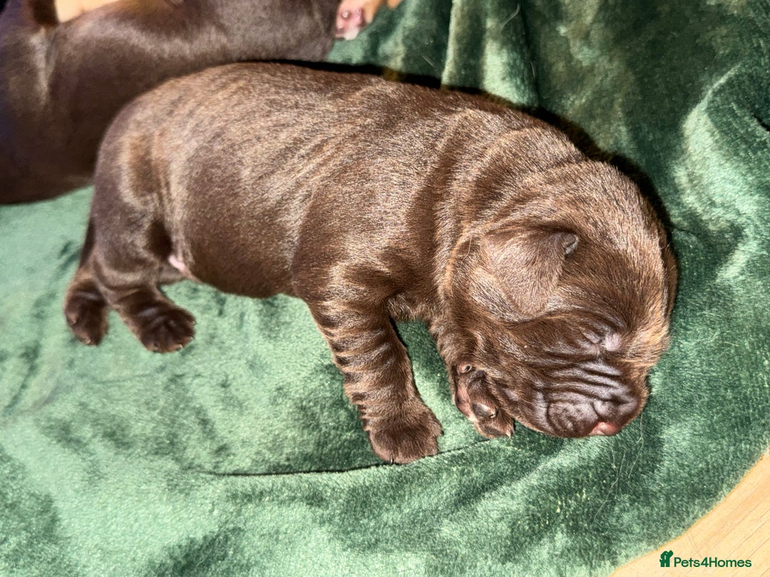 Labrador Retriever dogs for sale: KC Registered Labrador Retriever Puppies - Advert 10