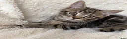 Mixed Breed cats for sale: Gorgeous home reared kittens  - Advert 16