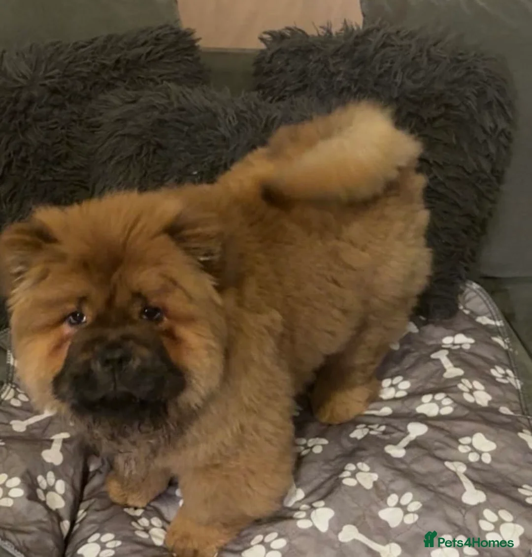 Chow Chow dogs for sale: Chow Chow Girl KC Registered  - Advert 1