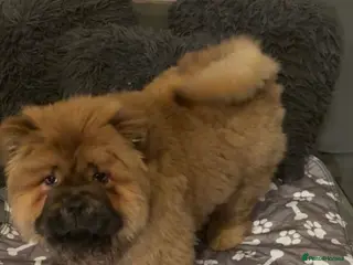 Chow Chow dogs Chow Chow Girl KC Registered - Advert 1