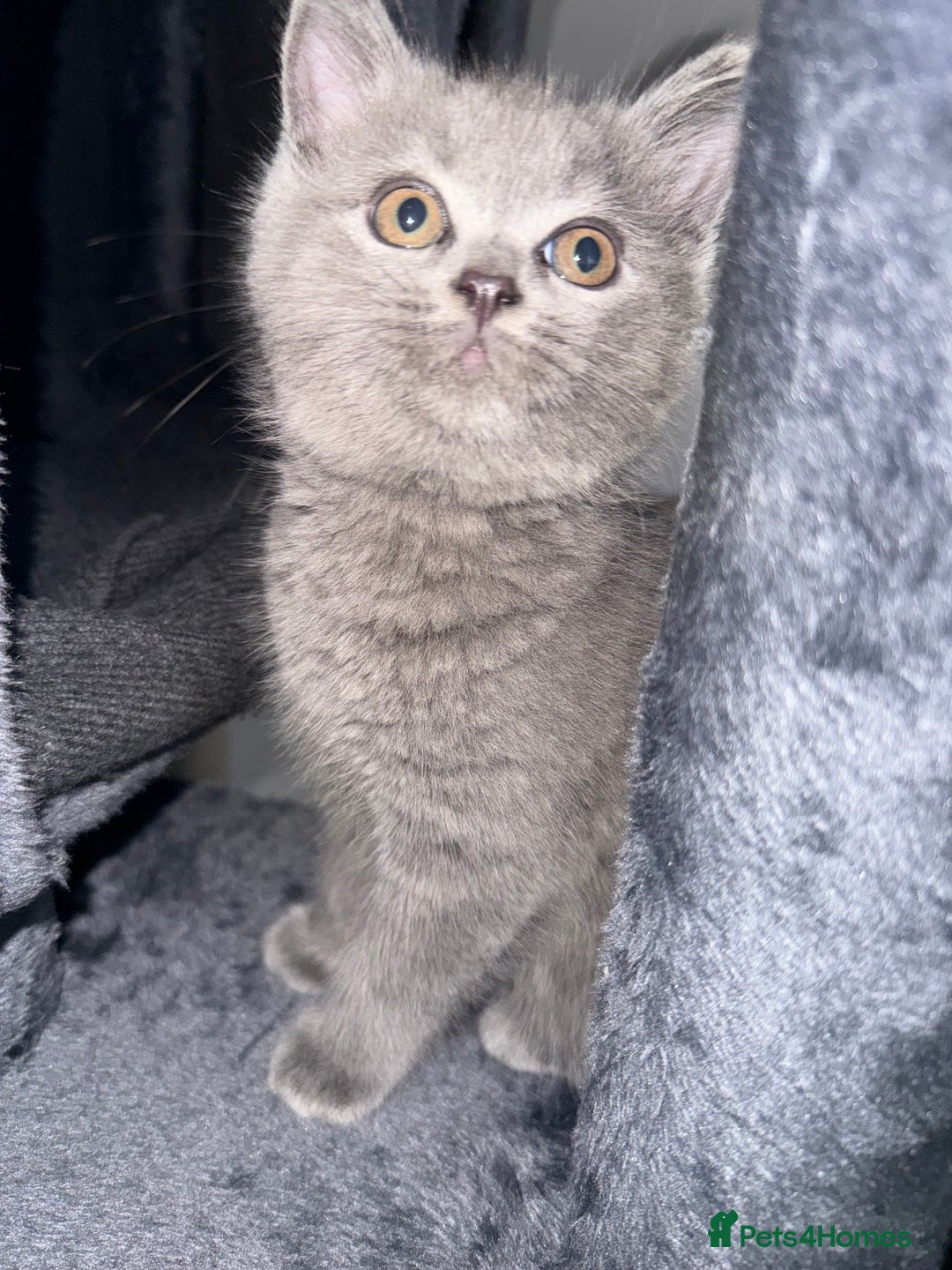 British Shorthair cats for sale: Grey British Shorthair Kitten - Male - Advert 3
