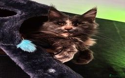 Maine Coon cats for sale: Chunky and outstanding bloodlines  in Benfleet - Image 5