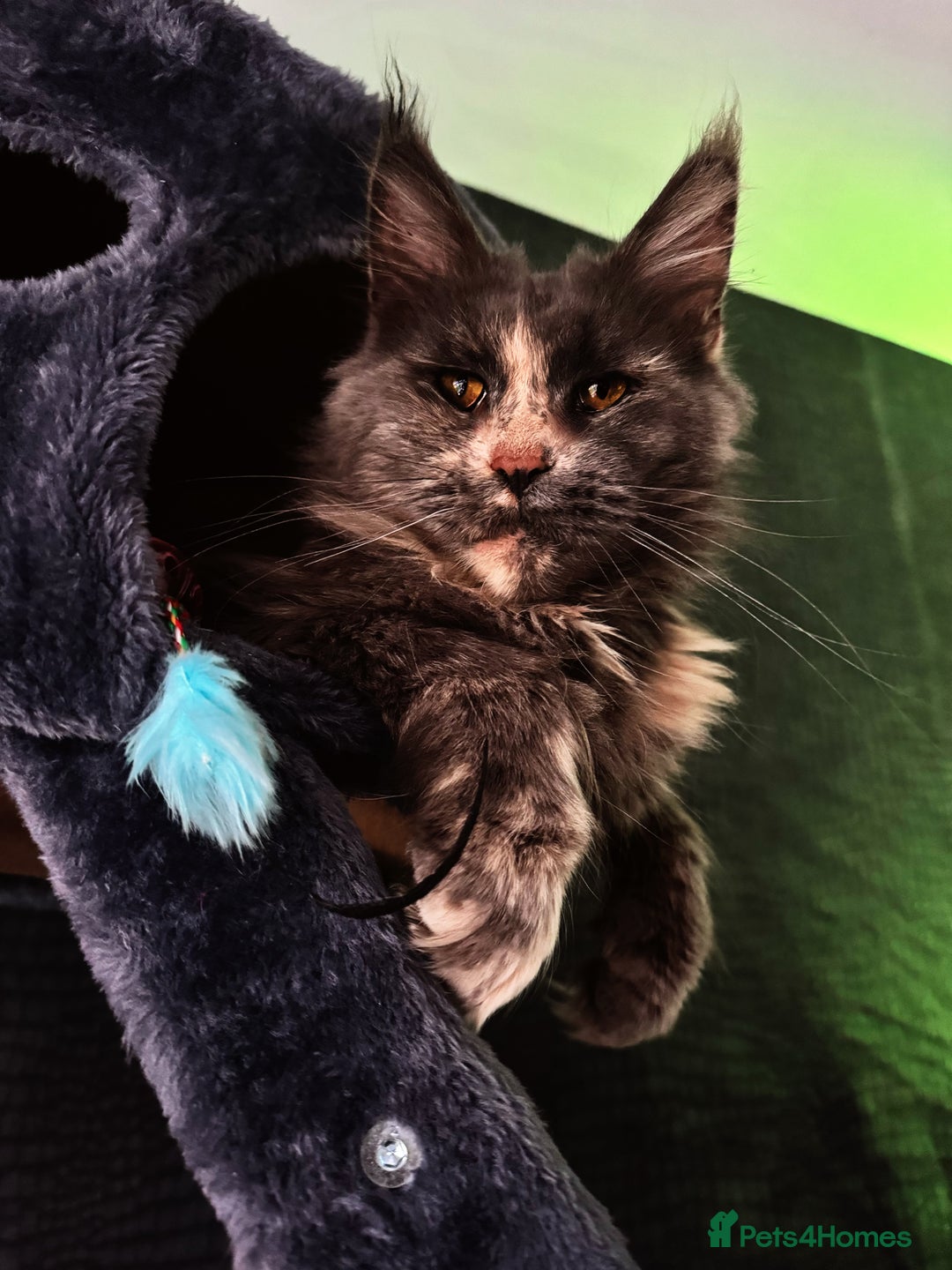 Maine Coon cats for sale: Chunky and outstanding bloodlines  in Benfleet - Image 5