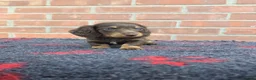 Miniature Dachshund dogs for sale: KC REGISTERED BEAUTIFUL MINIATURE LONGHAIRS - Advert 4